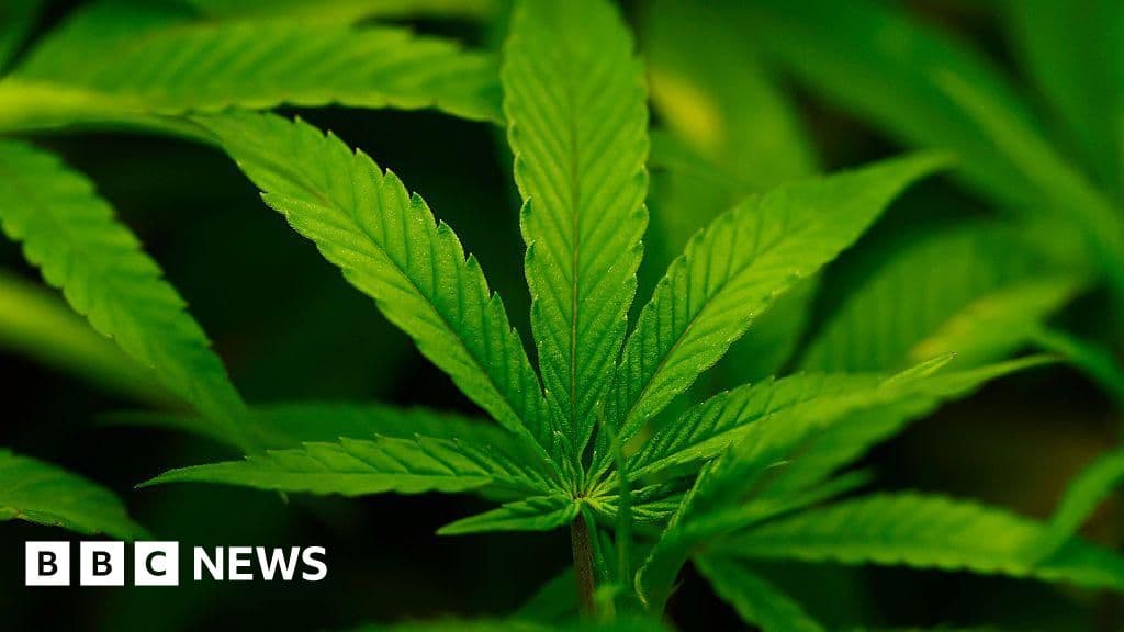 Les États-Unis assouplissent les restrictions sur le cannabis médical, stimulant la recherche