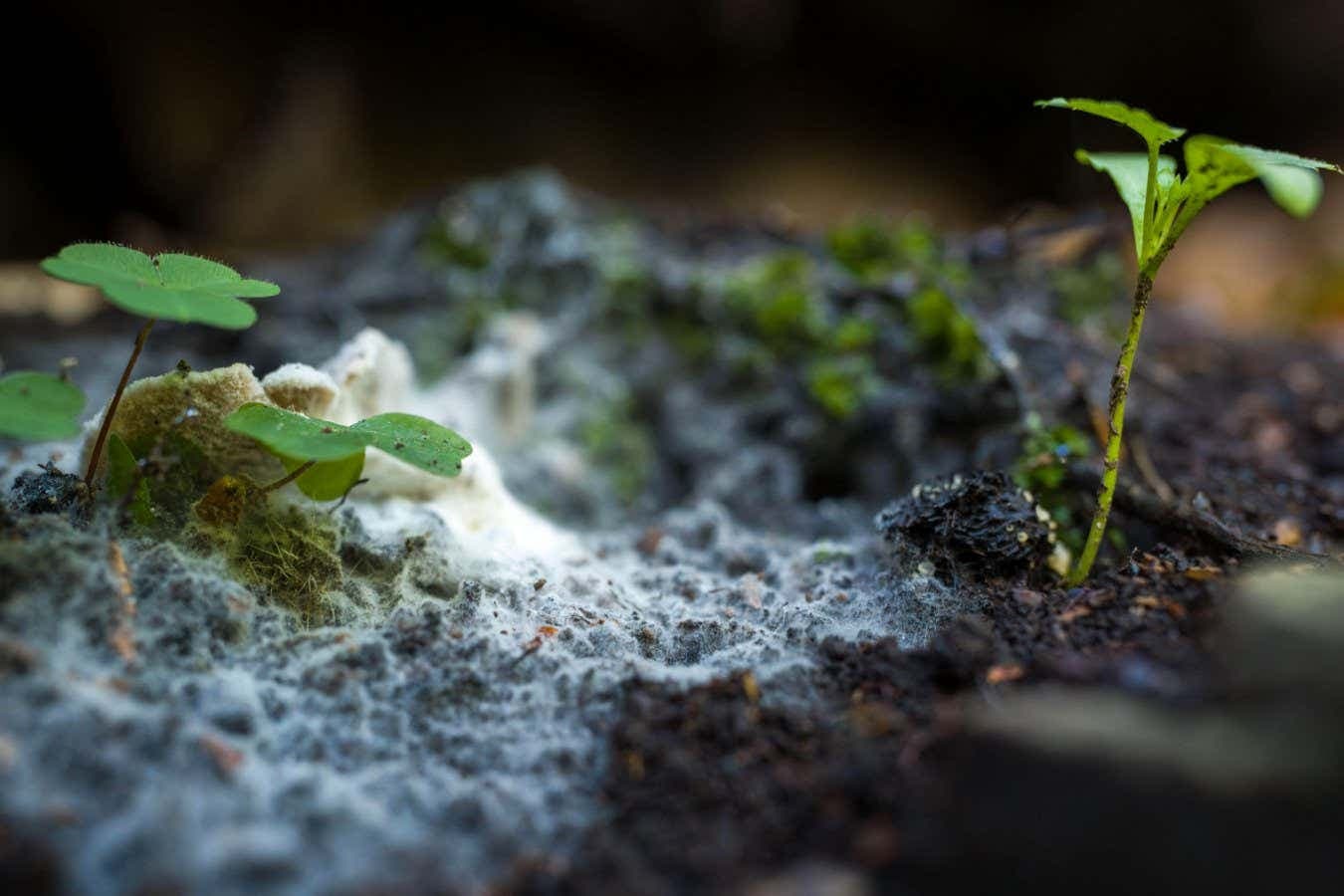 Global Fungus Network Maps Billions of Tons of Carbon Stored Underground
