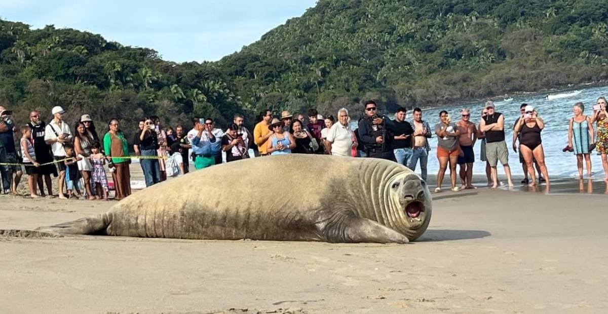 Elefante Marino Sorprende a Turistas en Playa de Nayarit