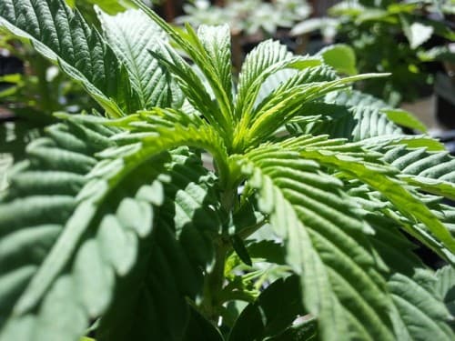 Tilray Brands partners for Popsicle drinks, expands in Australia amid AI stock buzz