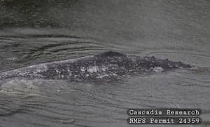 Juvenile Gray Whale Spotted in Willapa River May Return to Ocean