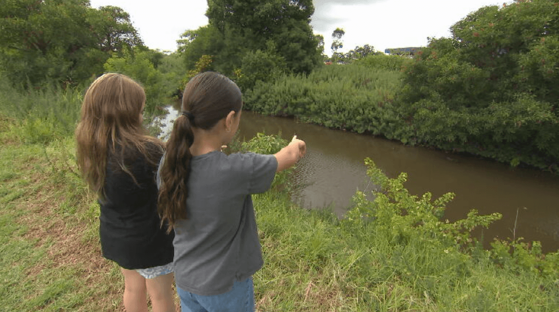 Crocodile Hunters on Alert in Newcastle Creek After Reptile Sighting