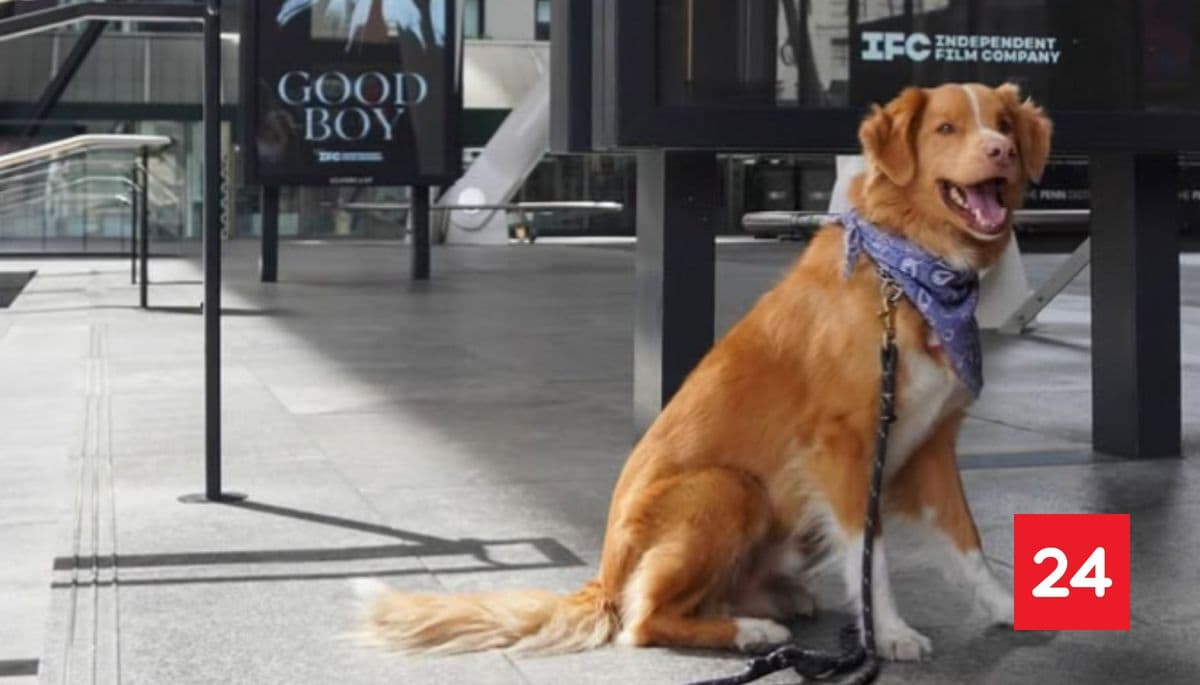 ¡Histórico! Perro Indy gana premio a Mejor Actor en los Astra Awards