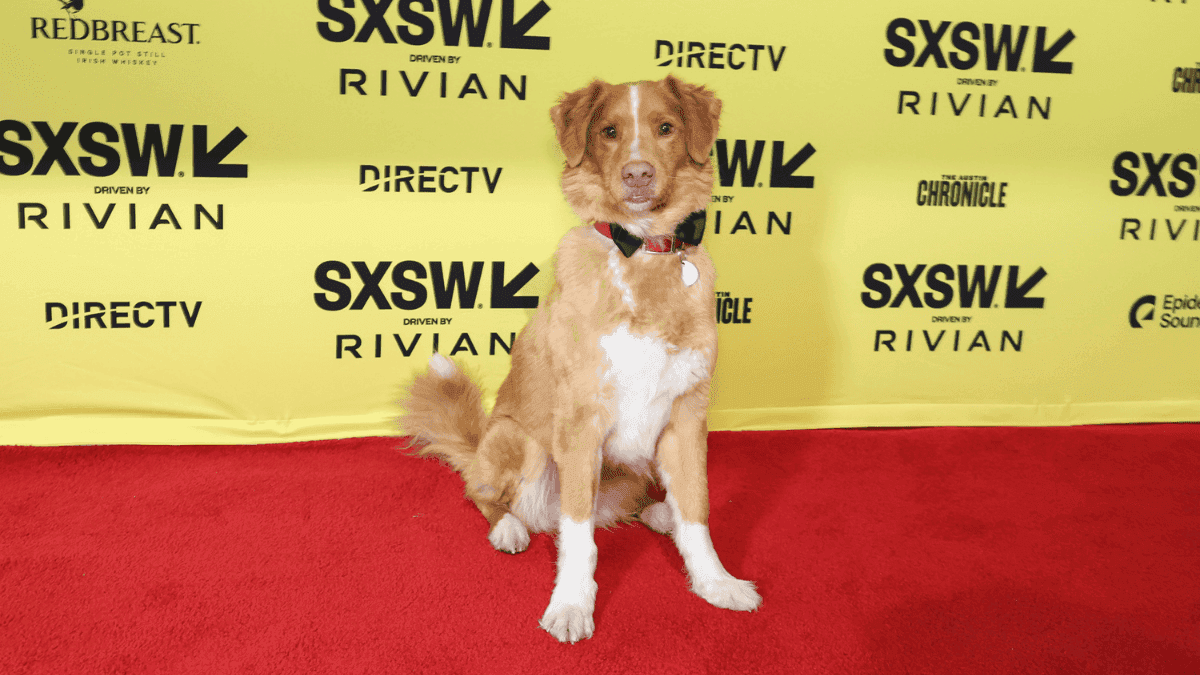 Perrito Indy Gana Premio a Mejor Actuación en Cine, Superando a Ethan Hawke
