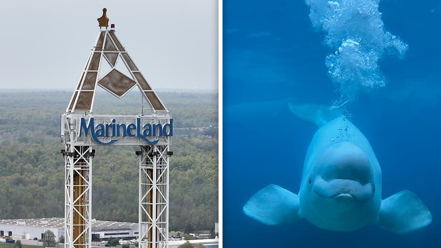 Canada Approves Beluga Whale Transfer from Marineland to U.S. Aquariums