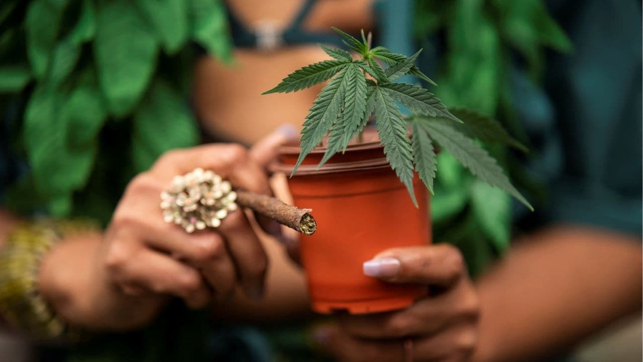 US Set to Reclassify Marijuana, Easing Research and Boosting Stocks