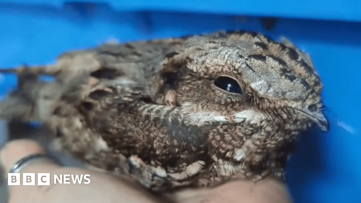 Rare Nightjar Sighting Offers Hope for ‘Almost Extinct’ Bird in Northern Ireland