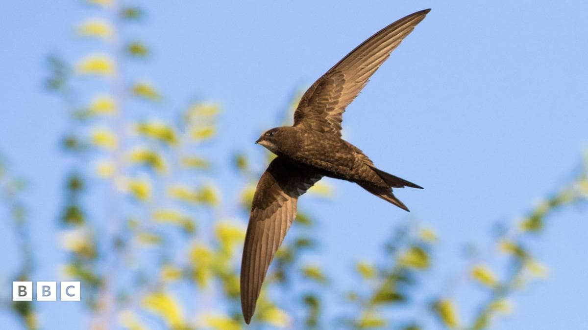 Scotland Mandates Swift Bricks in New Homes to Aid Declining Bird Population