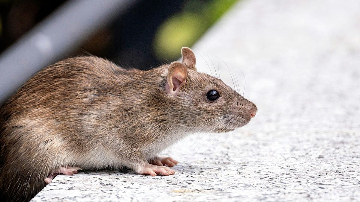Deadly Hantavirus Outbreak on Cruise Ship: 3 Dead, Investigation Underway