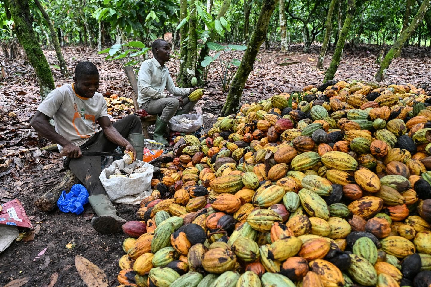 Côte d'Ivoire : le prix du cacao divisé par deux face à la chute des cours mondiaux
